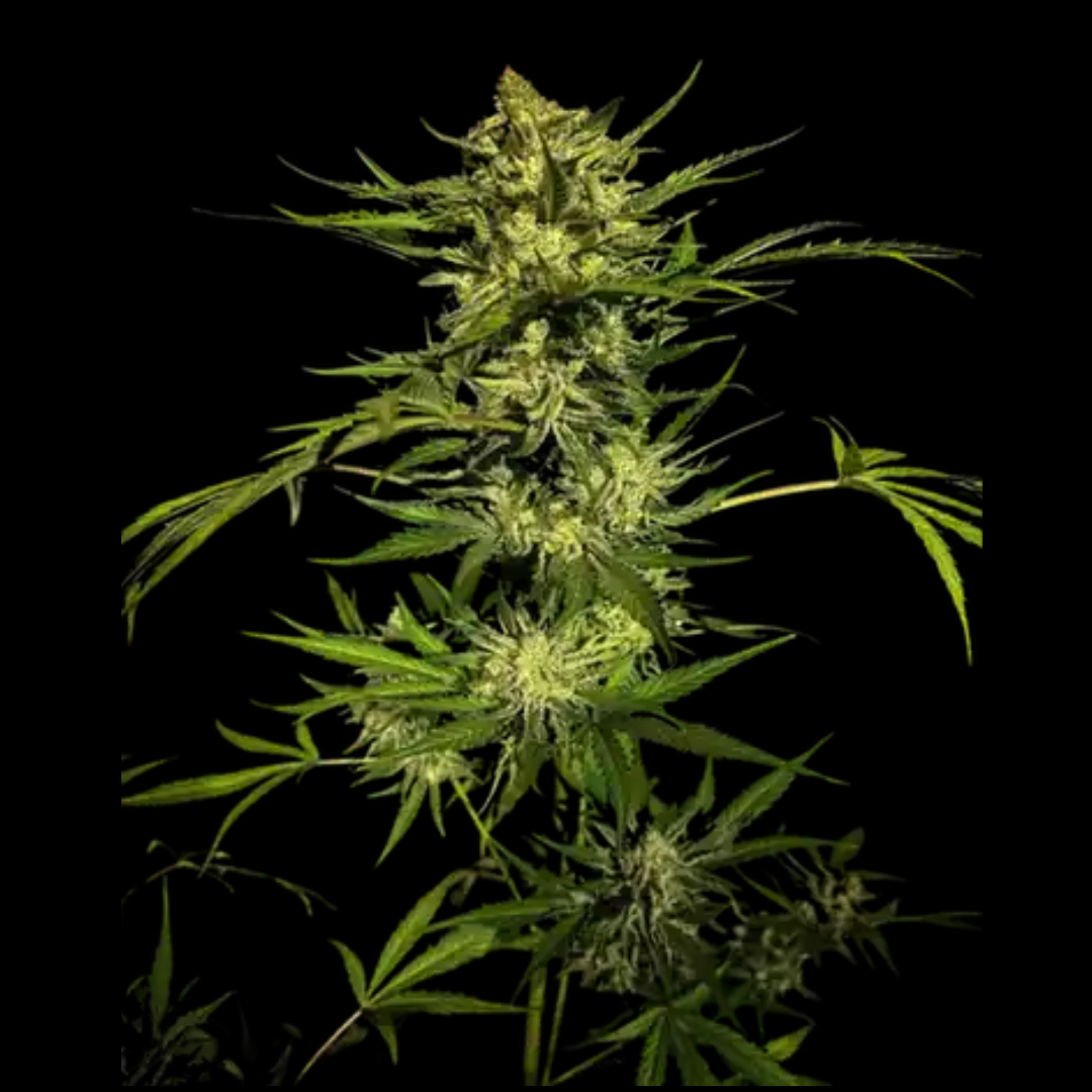 DIAMOND X 4 AUTOMATICA HEAVENS FRUIT