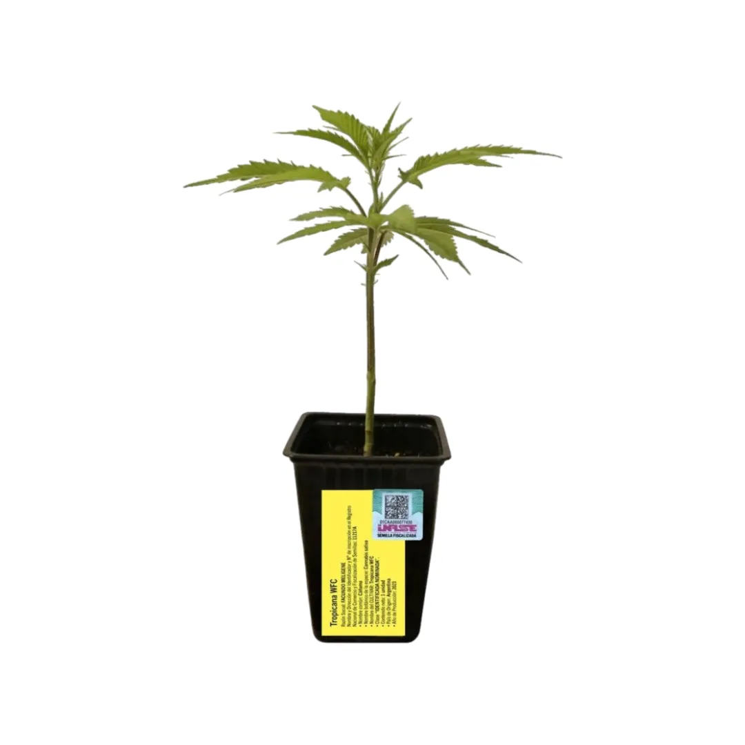 ESQUEJE INASE TROPICANA COOKIES - SWEED LAB