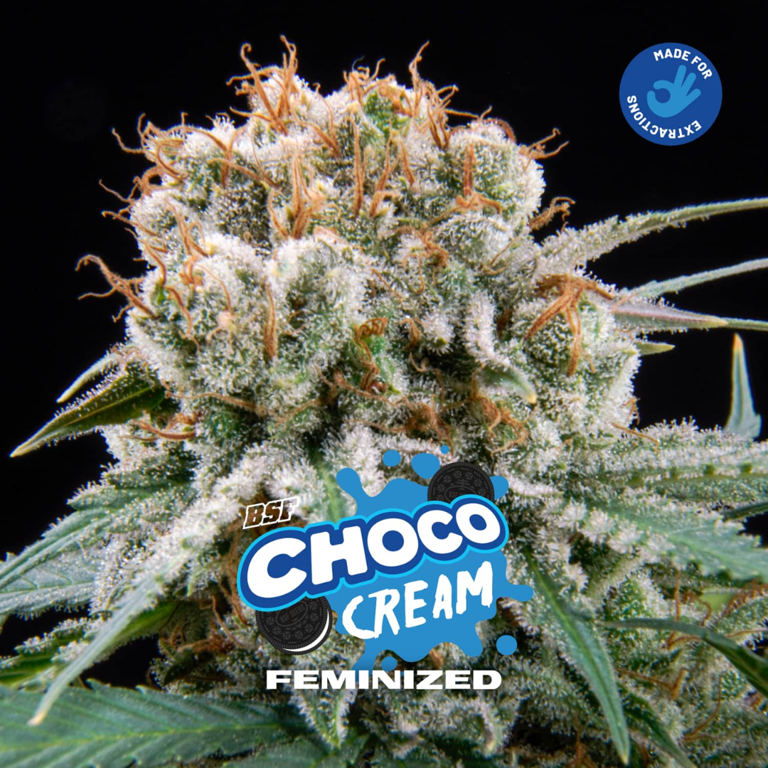 CHOCO CREAM X4 FOTOPERIODICA BSF SEEDS