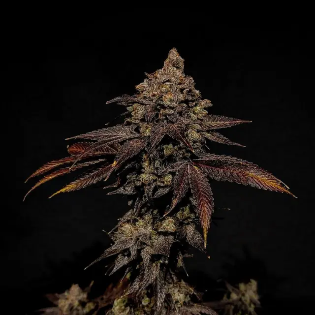 GREASE X 4 FOTOPERIODICA HEAVENS FRUIT
