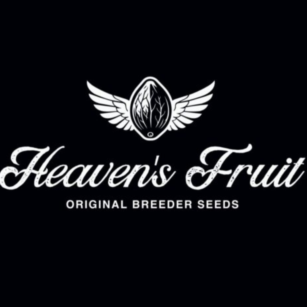MANDARINO XXL X4 AUTOMATICA HEAVENS FRUIT