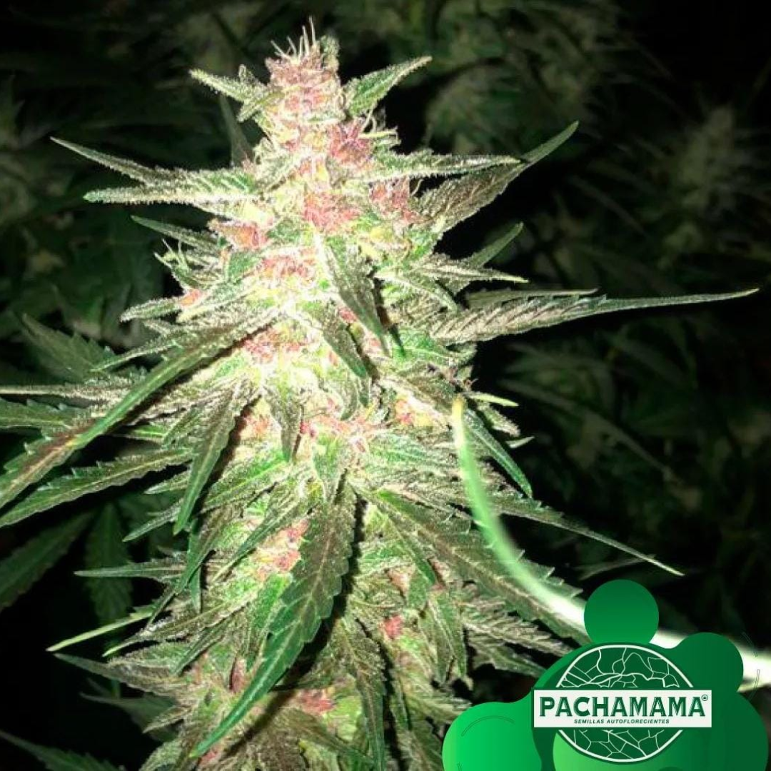 MEDICINAL CBD X4 FOTOPERIÓDICAS PACHAMAMA