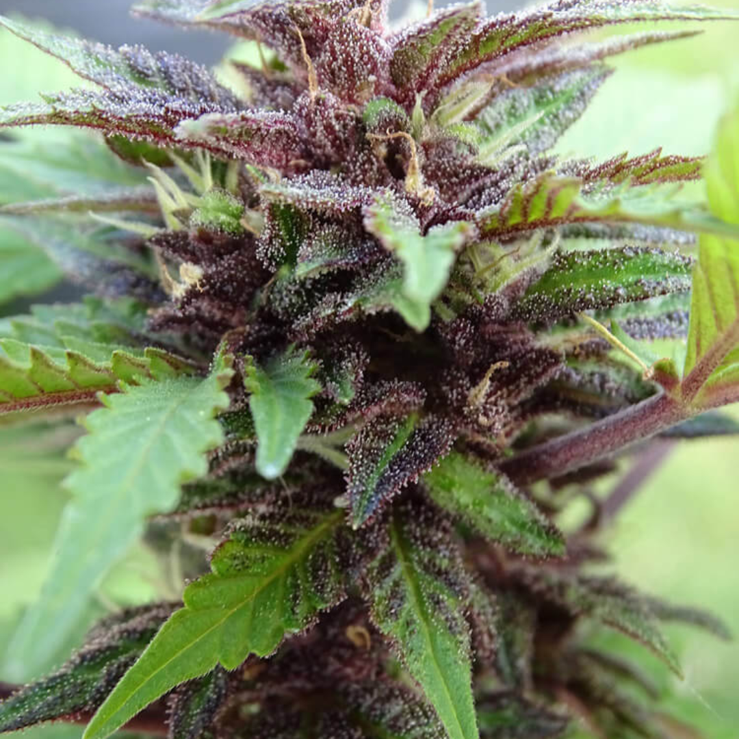 CRYSTAL MED CBD X5 AUTOMÁTICA SRS