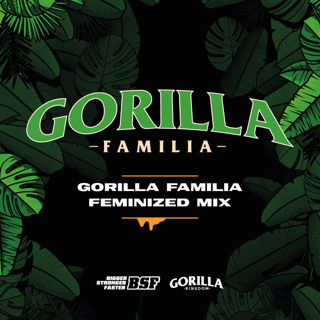 FAMILIA GORILLA X4 BSF SEEDS
