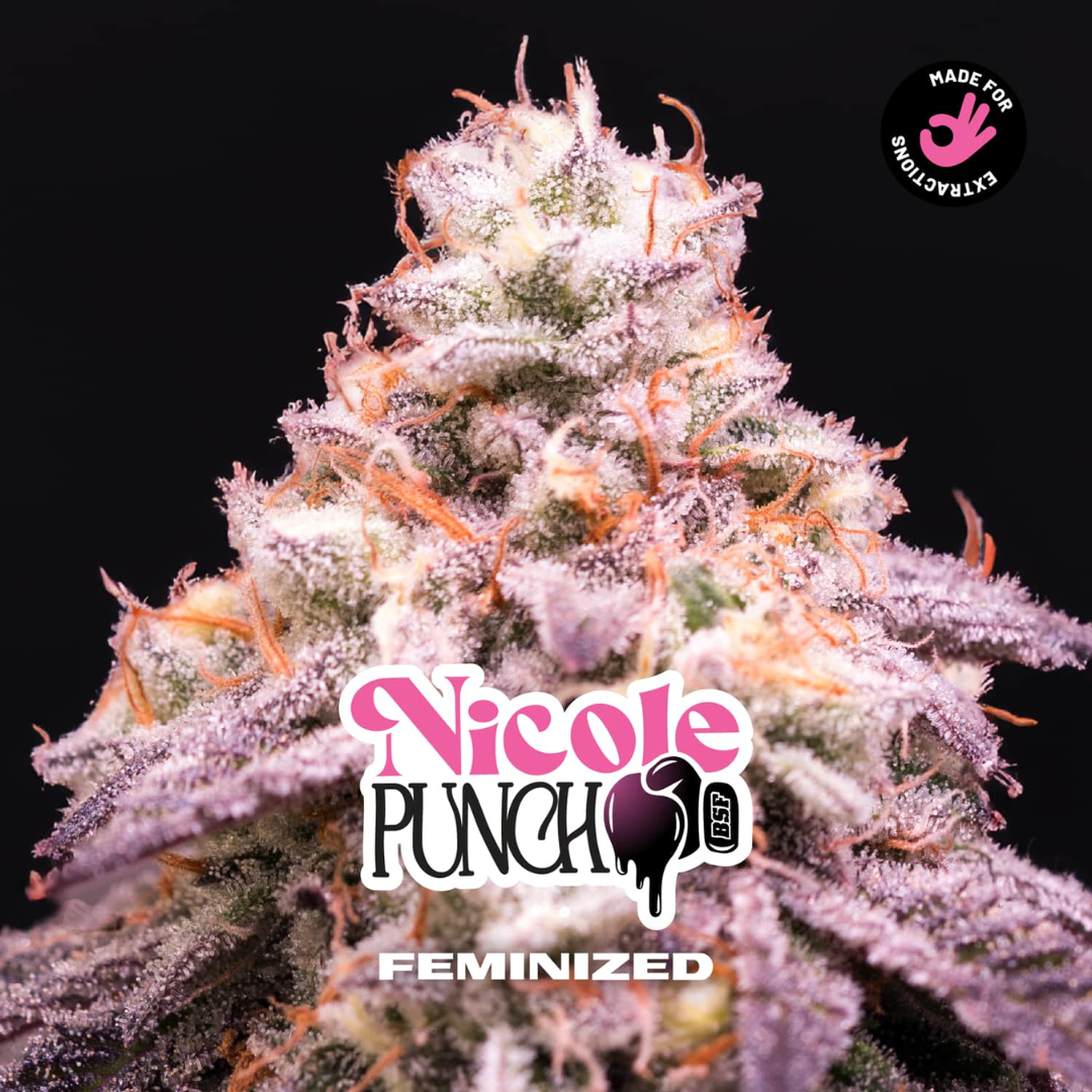 NICOLE PUNCH X4 FOTOPERIÓDICA BSF SEEDS