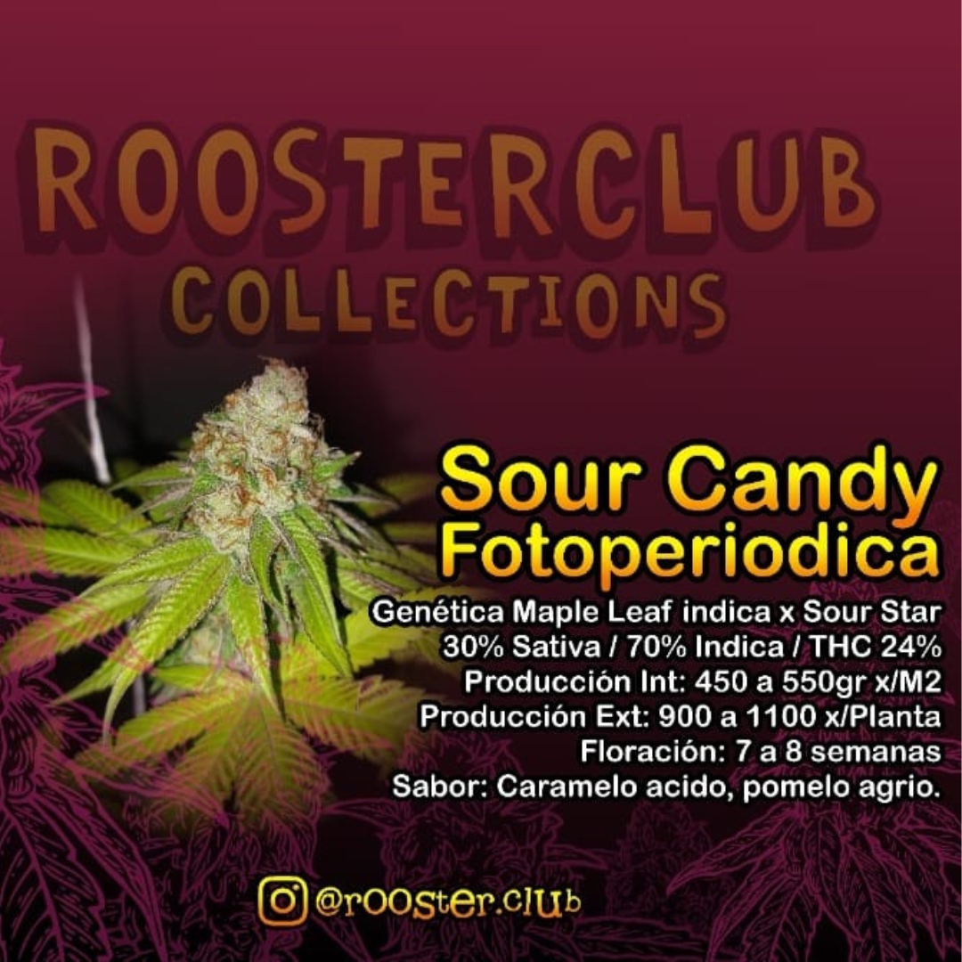 SOUR CANDY X4 FOTOPERIÓDICA ROOSTER
