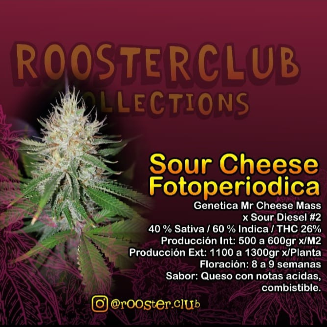 SOUR CHEESE X4 FOTOPERIÓDICA ROOSTER