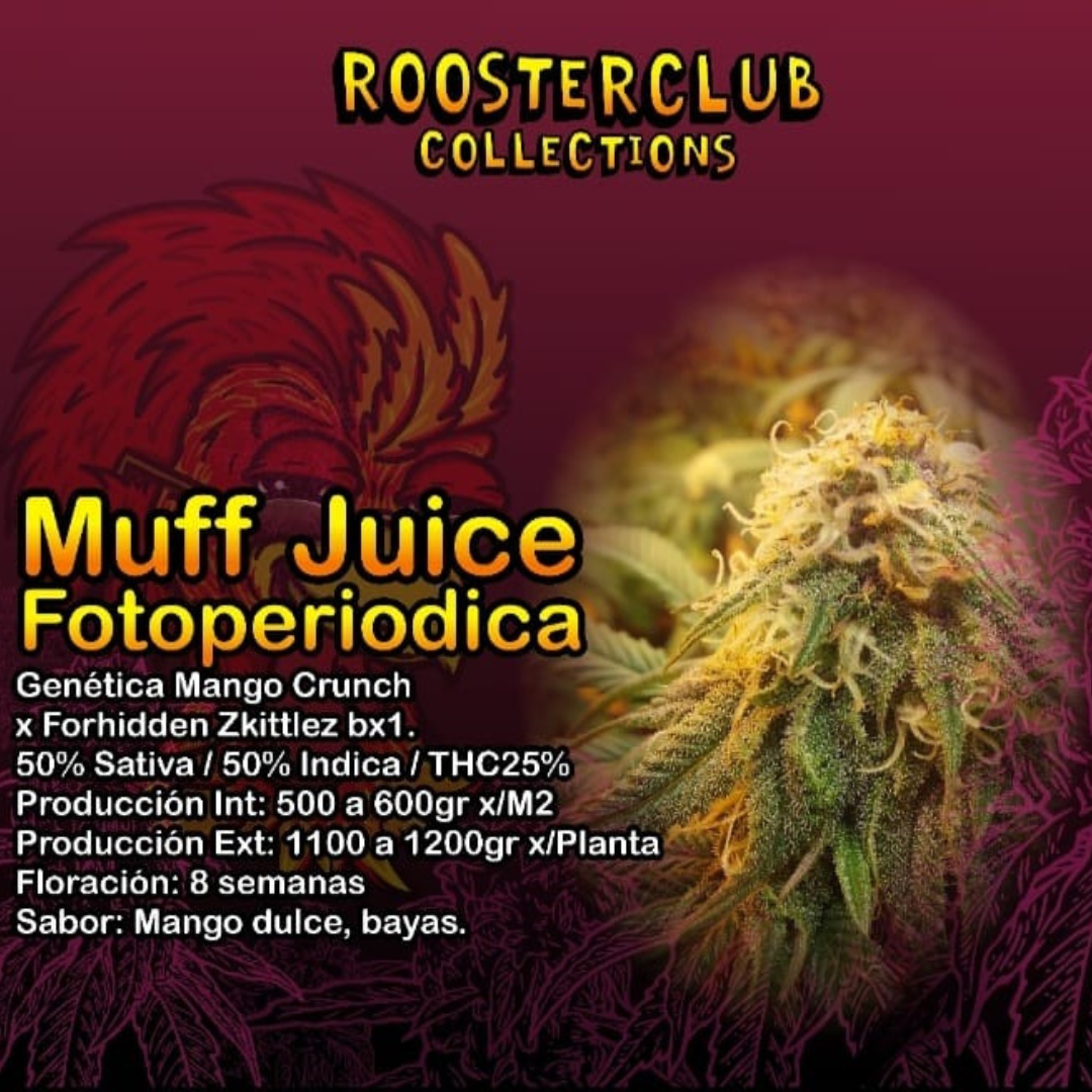 MUFF JUICE X4 FOTOPERIÓDICA ROOSTER