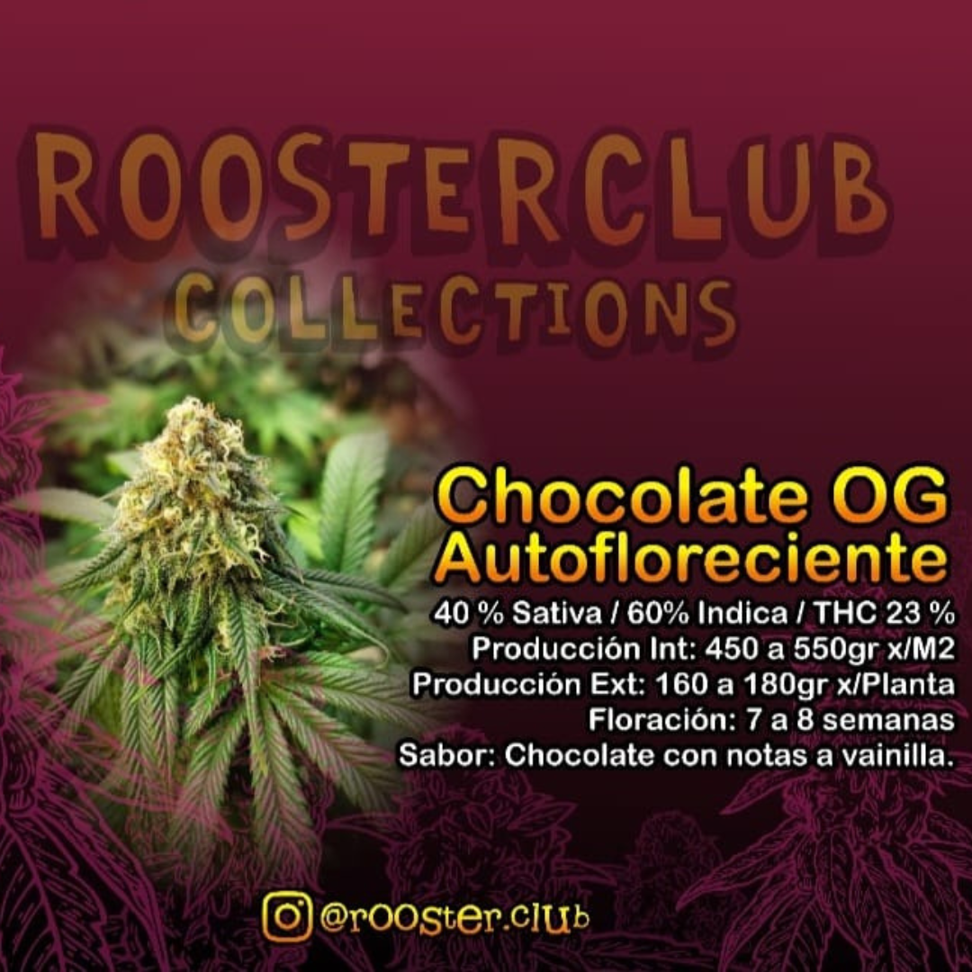 CHOCOLATE OG X3 AUTOMÁTICA ROOSTER