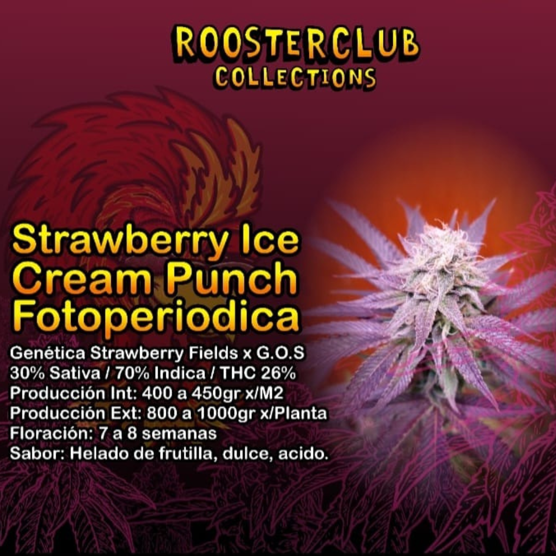STRAWBERRY ICE CREAM PUNCH X4 FOTOPERIODICA ROOSTER