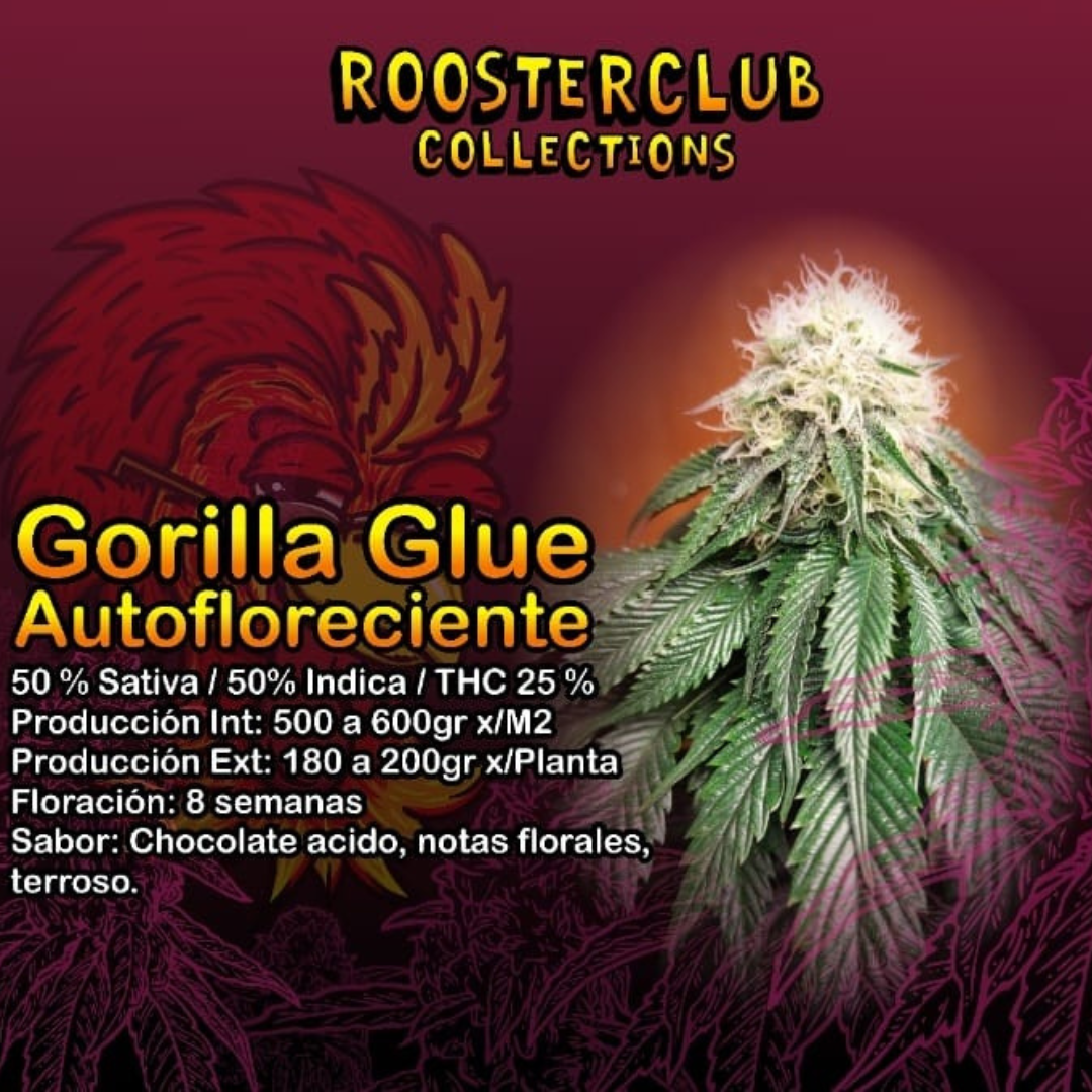 GORILLA GLUE X4 AUTOMÁTICA ROOSTER