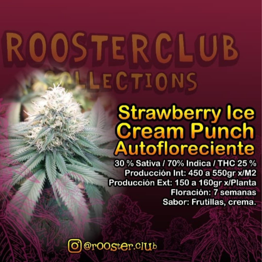 STRAWBERRY ICE CREAM PUNCH X4 AUTOMATICA ROOSTER