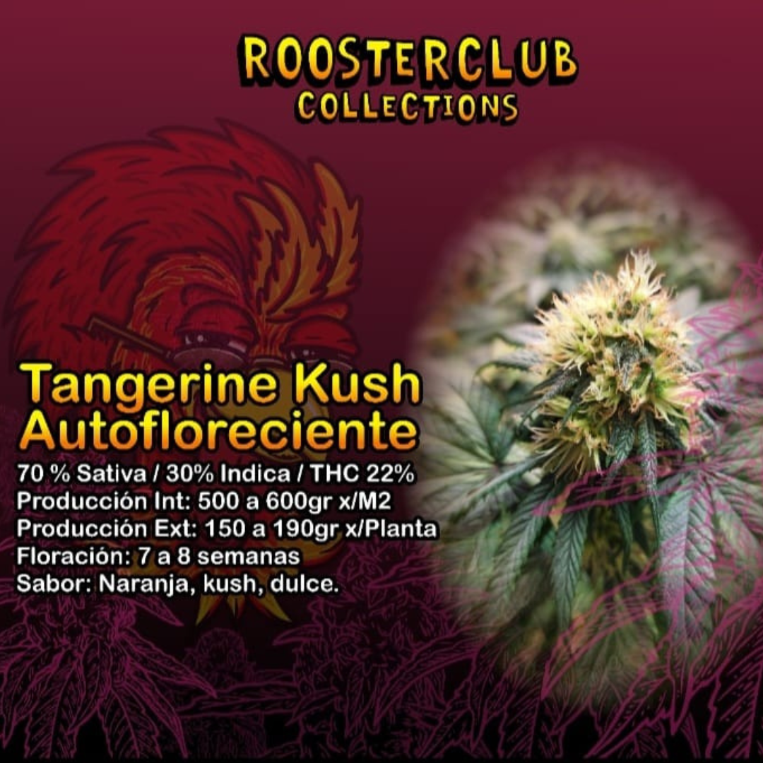 TANGERINE KUSH X3 AUTOMÁTICA ROOSTER