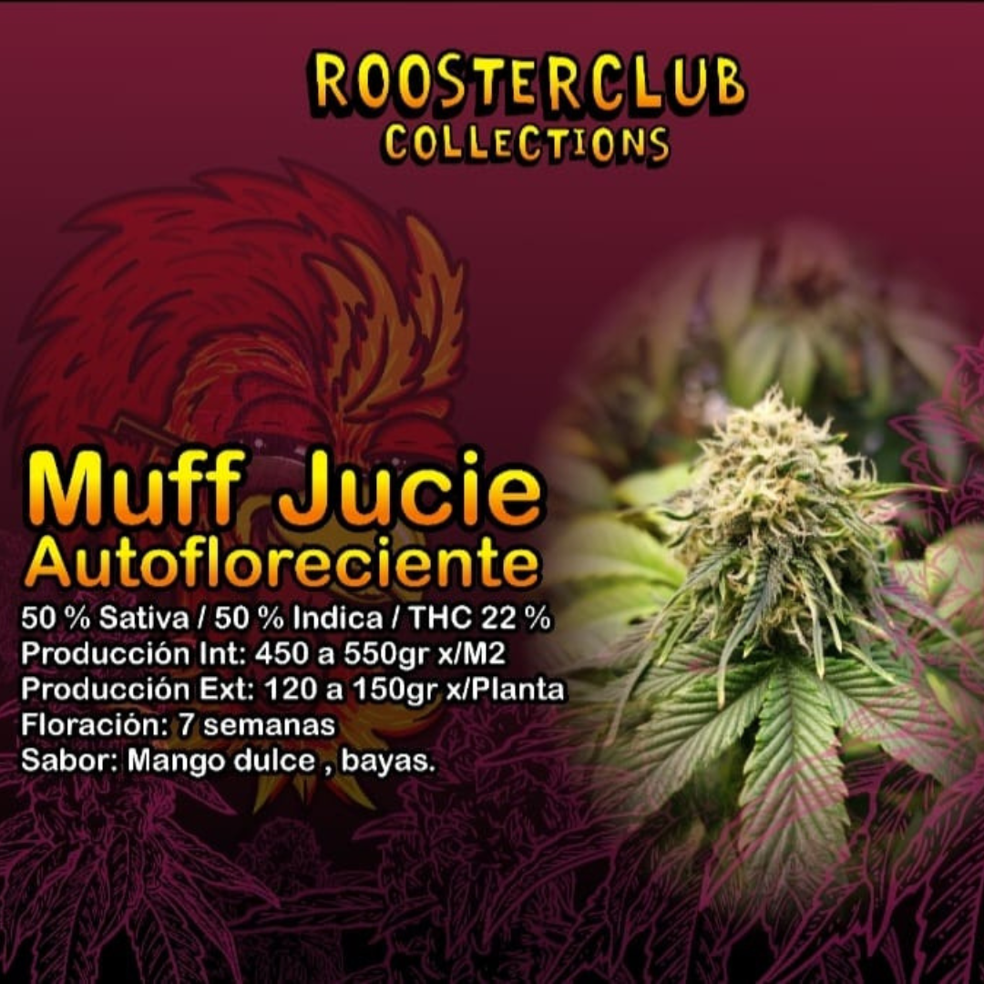 MUFF JUICE X3 AUTOMÁTICA ROOSTER