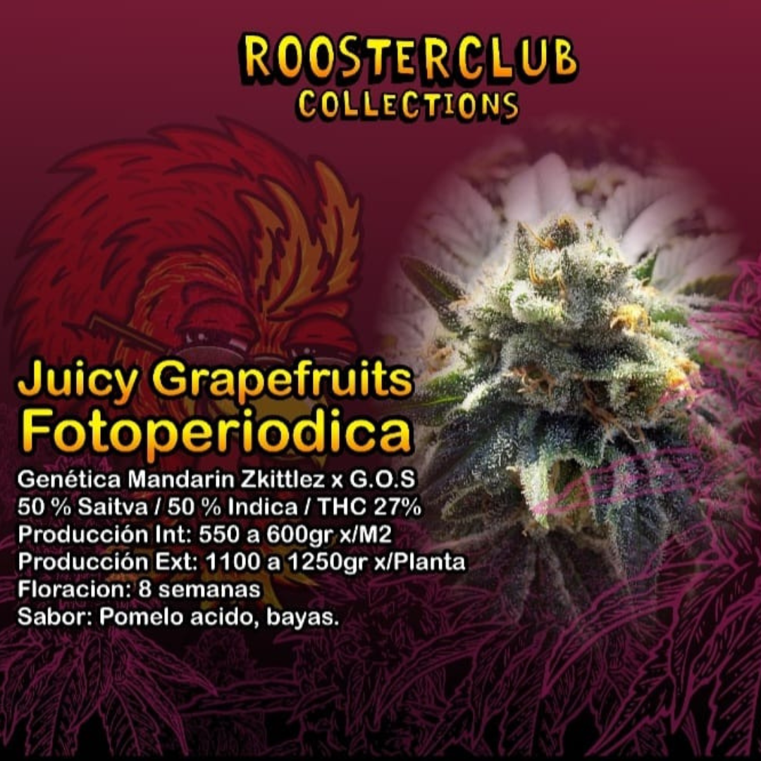 JUICY GRAPEFRUITS X4 FOTOPERIODICA ROOSTER