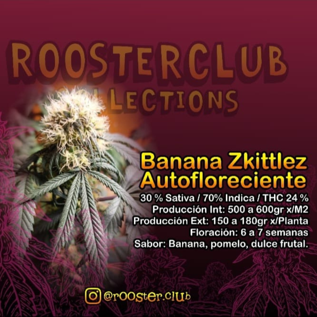 BANANA ZKITTLEZ X4 AUTOMÁTICA ROOSTER
