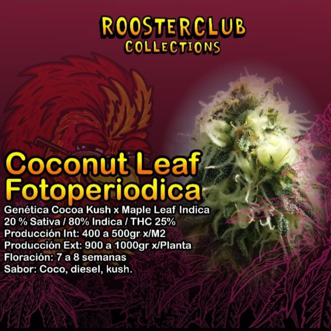 COCONUT X4 FOTOPERIÓDICA ROOSTER