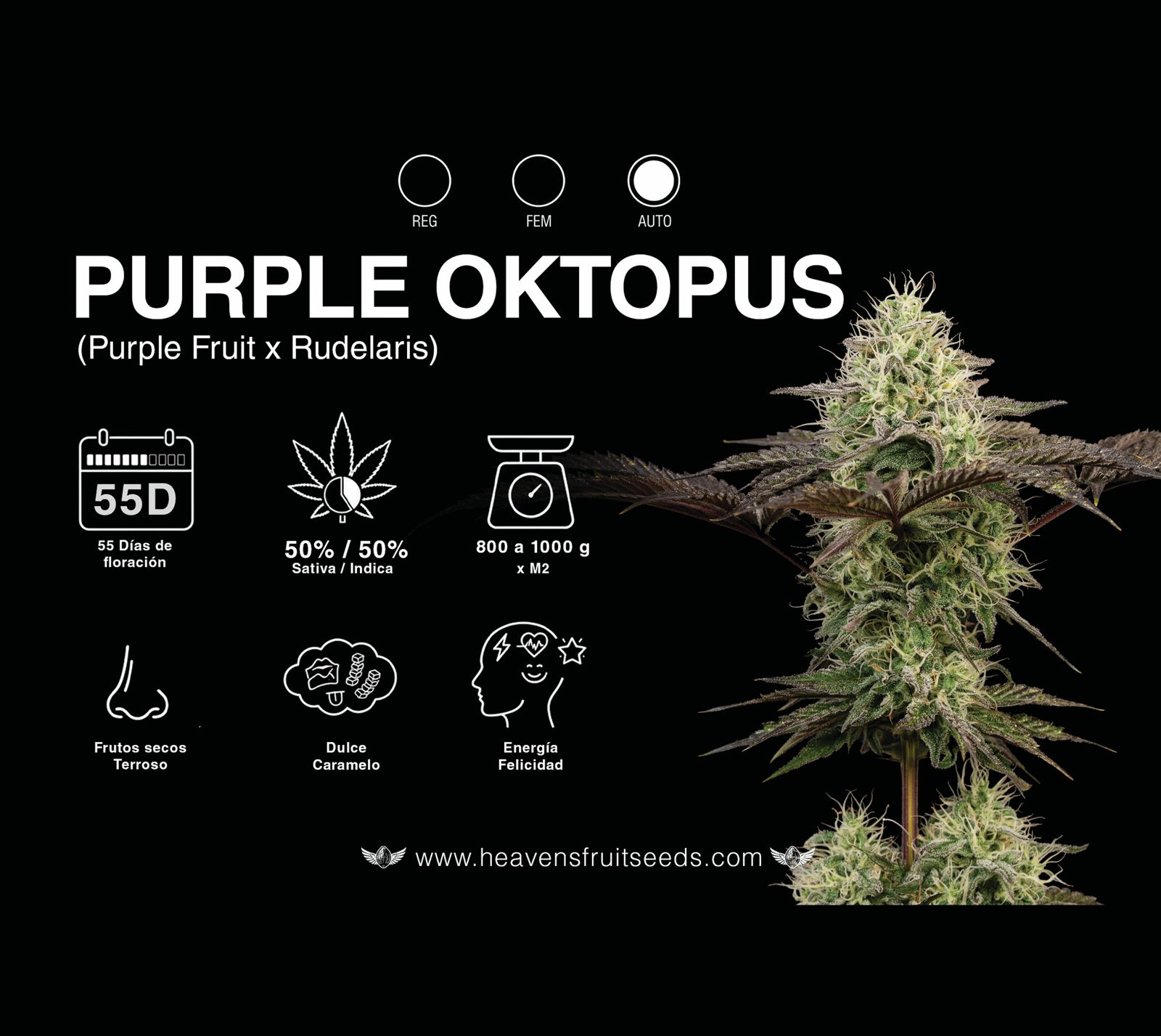 PURPLE OKTOPUS X4 AUTOMATICA HEAVENS FRUIT