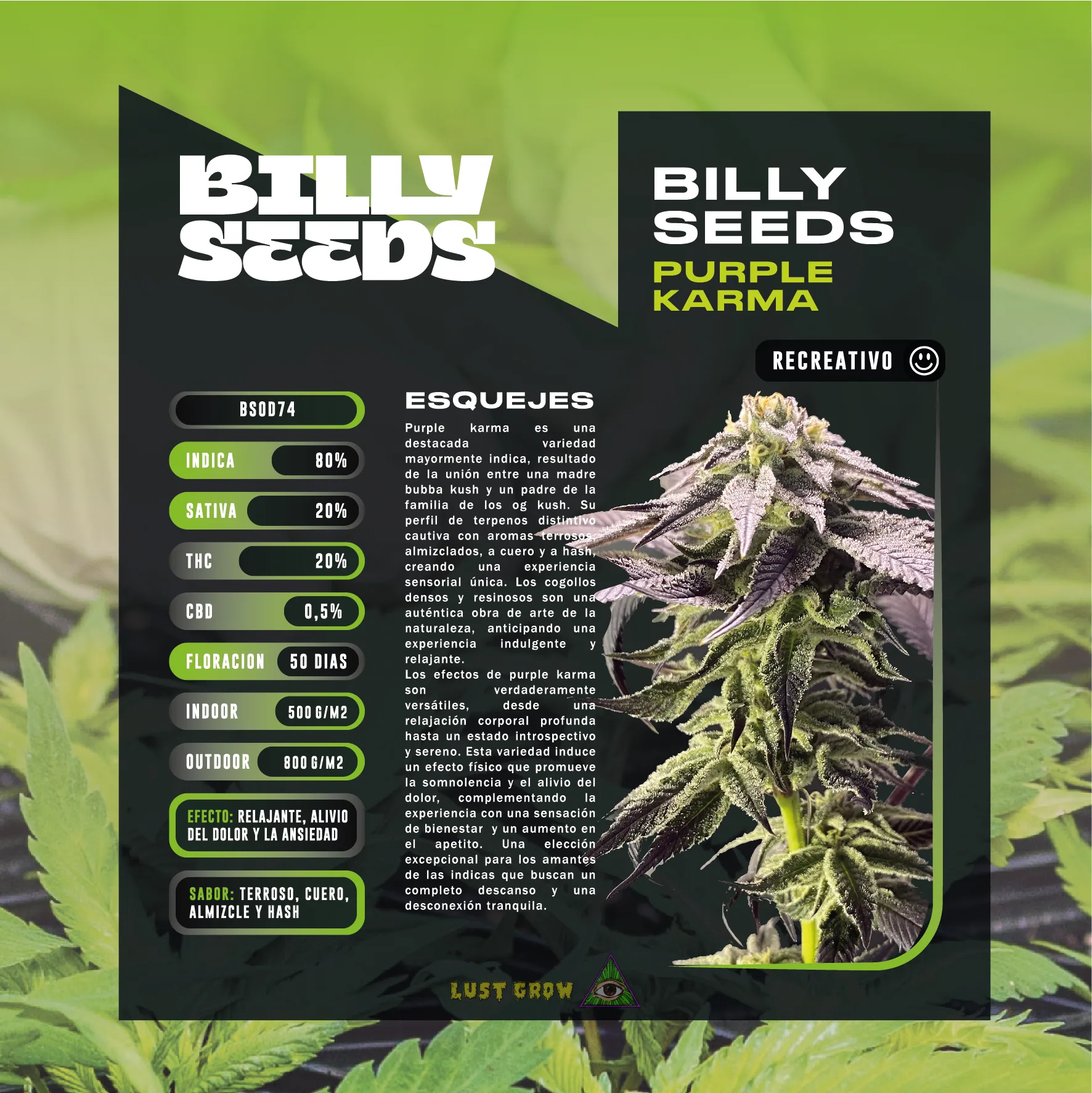 ESQUEJE INASE PURPLE KARMA - BILLY SEEDS