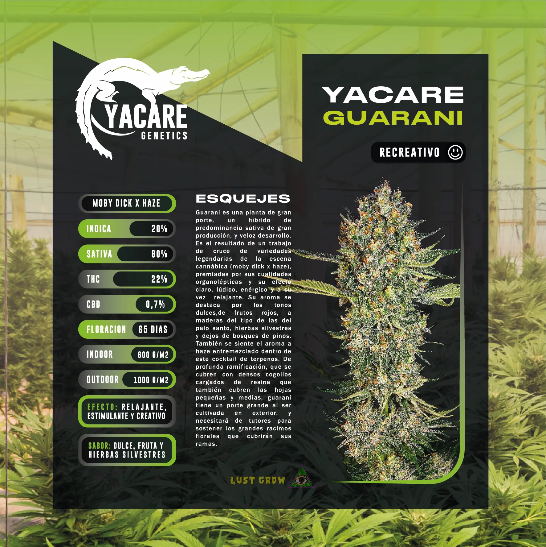 ESQUEJE INASE GUARANÍ - YACARÉ